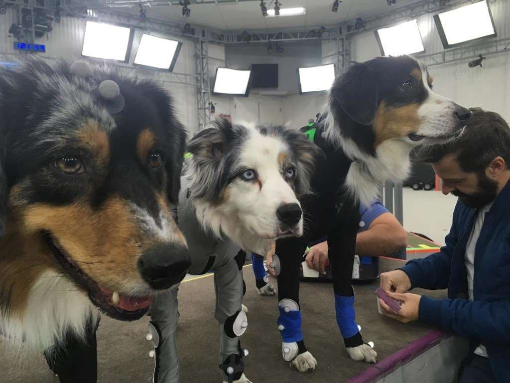 The Last of Us: Part II contará con la presencia de perros