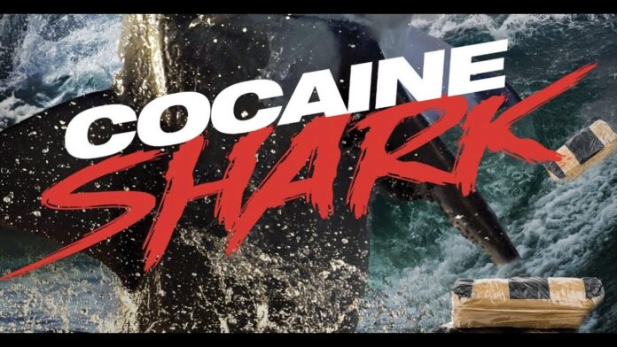 Cocaine Shark Cocaine Shark